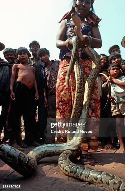 Cambodia Python Cambodia Python Photos and Premium High Res Pictures - Getty Images