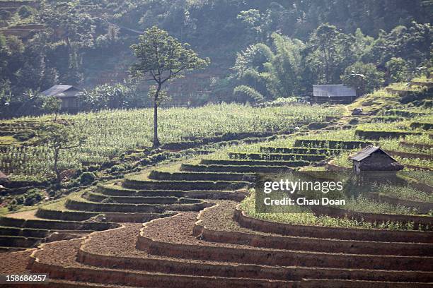 Rice terrace scenery at Xin Man district, Ha Giang province. .