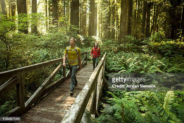 hiking through the redwood forest. - floresta de sequoias - fotografias e filmes do acervo