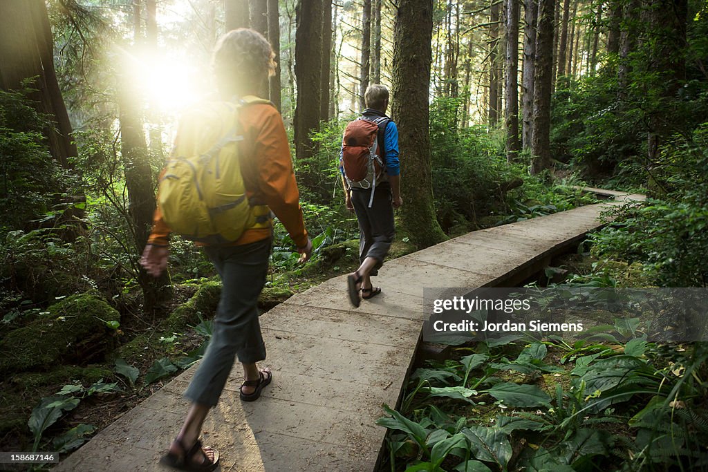 Hiking through the Redwood forest.