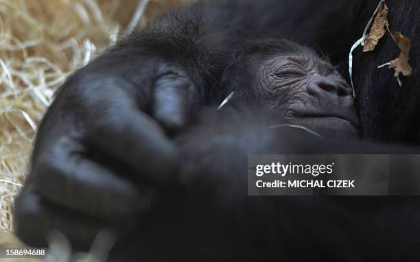 Kijivu, a western lowland gorilla, holds her two days old baby as they rest at the Zoo in Prague, December 24, 2012. AFP PHOTO / MICHAL CIZEK.