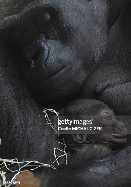 Kijivu, a western lowland gorilla, holds her two days old baby as they rest at the Zoo in Prague, December 24, 2012. AFP PHOTO / MICHAL CIZEK.