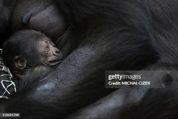 Kijivu, a western lowland gorilla, holds her two days old baby as they rest at the Zoo in Prague, December 24, 2012. AFP PHOTO / MICHAL CIZEK.