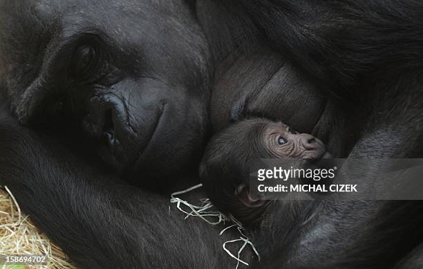 Kijivu, a western lowland gorilla, holds her two days old baby as they rest at the Zoo in Prague, December 24, 2012. AFP PHOTO / MICHAL CIZEK.
