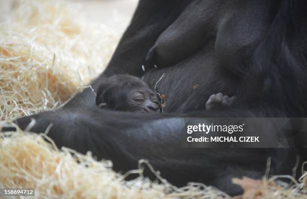 Kijivu, a western lowland gorilla, holds her two days old baby as they rest at the Zoo in Prague, December 24, 2012. AFP PHOTO / MICHAL CIZEK.