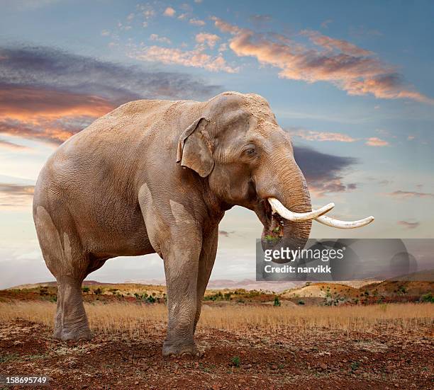 asian elephant - asian elephant stock pictures, royalty-free photos & images