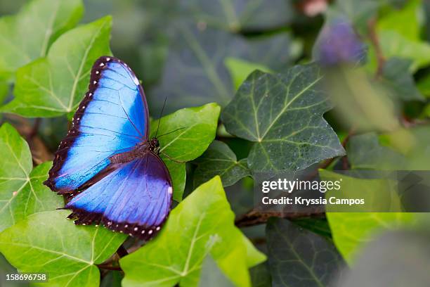 blue morpho butterfly on leaves - morpho butterfly stock pictures, royalty-free photos & images