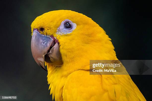 ararajuba (guaruba guarouba)  -  golden parakeet - ararajuba stock pictures, royalty-free photos & images