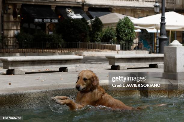 Dog takes dip in a fountain to cool off in the midst of a heat wave in Madrid on August 9, 2023. Temperatures are expected to hit 44 degrees...