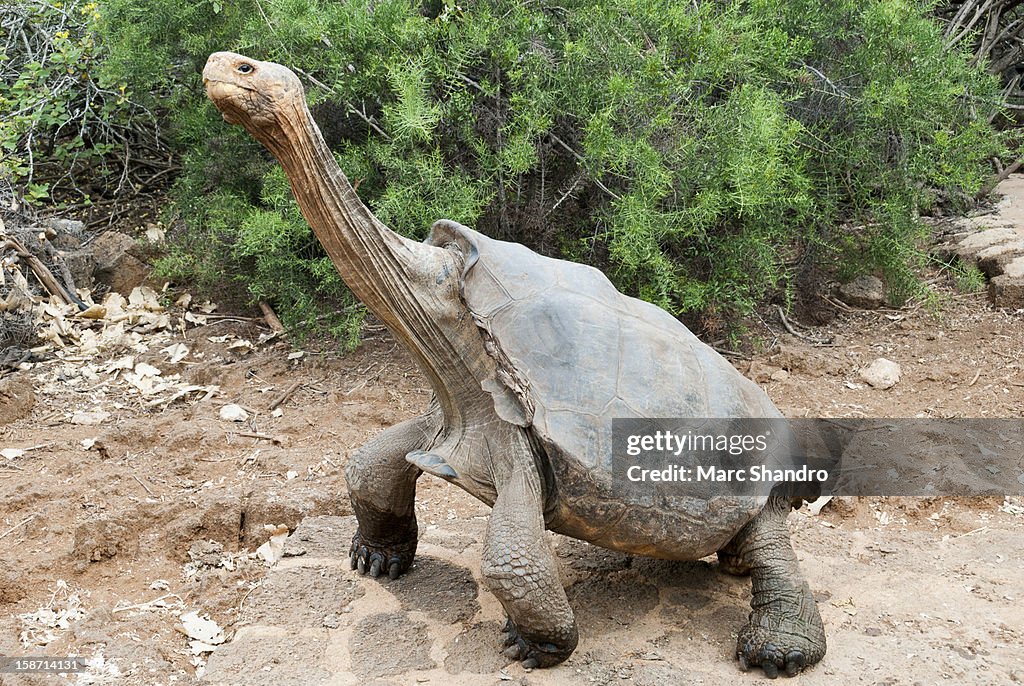 Tortoise Yoga