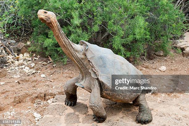 tortoise yoga - galapagos giant tortoise stock pictures, royalty-free photos & images