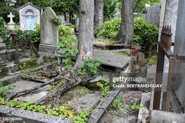 Vegetation dislodges the structures at the Pere Lachaise cemetery in Paris, August 8, 2023.