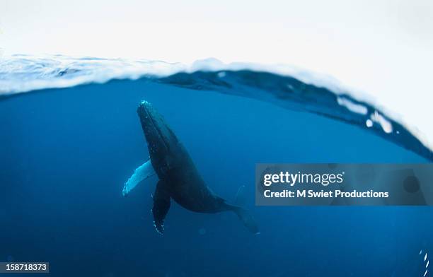 under over whale - images of whale underwater stock pictures, royalty-free photos & images