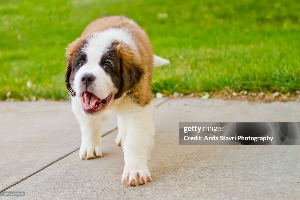 Saint Bernard Puppy