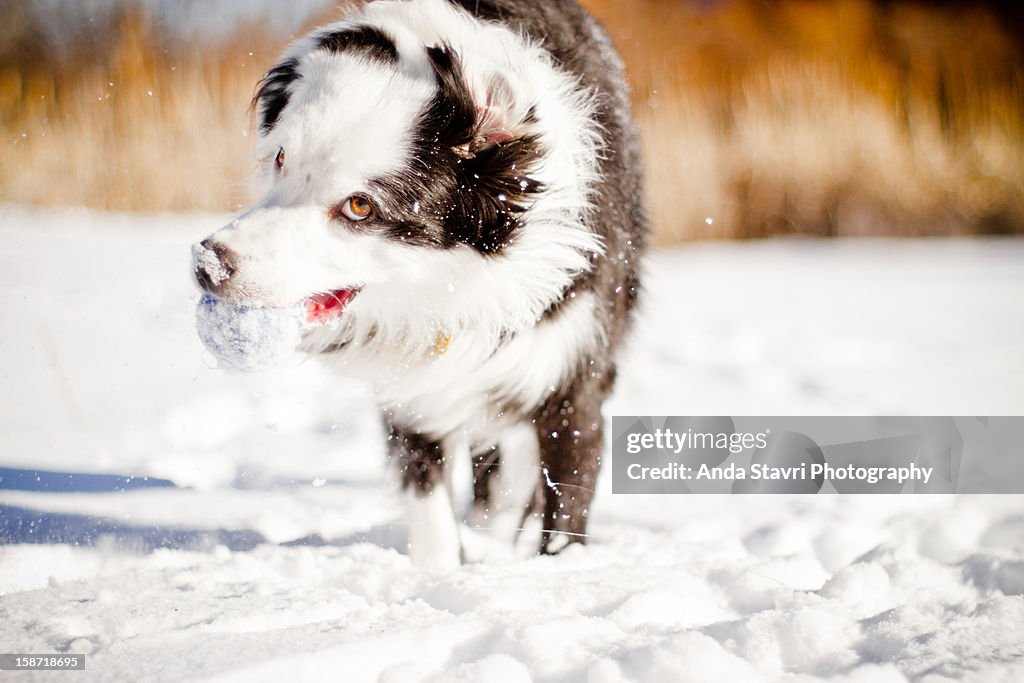 Dog Shaking Ball in Snow