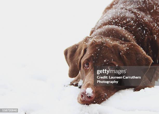 lab in snow - chocolate labrador retriever stock pictures, royalty-free photos & images