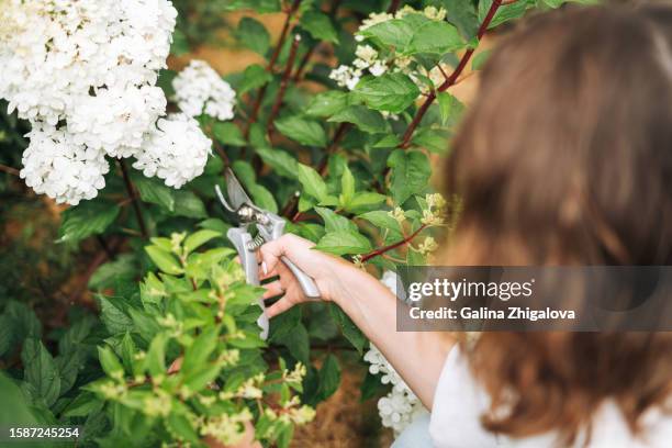 young woman with curly hair in casual clothes with pruner at hydrangea bushes in garden at backyard of house - hydrangea lifestyle stockfoto's en -beelden