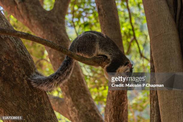 grizzled giant squirrel (ratufa macroura), sigiriya, dambulla, sri lanka - sigiriya foto e immagini stock