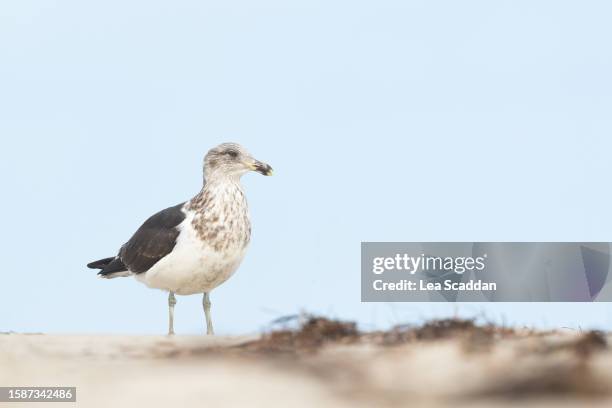 kelp gull immature - kelp gull stock pictures, royalty-free photos & images