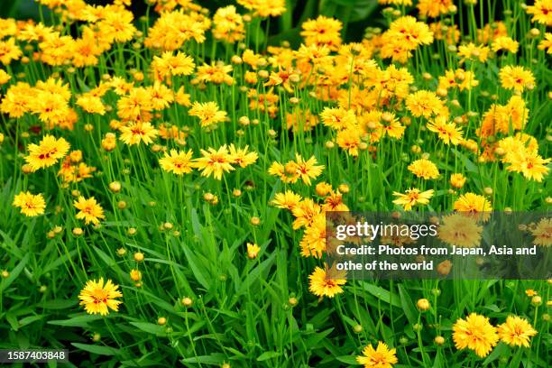 coreopsis lanceolata/ lanceleaf coreopsis: upright perennial with daisy-like bright yellow flowers - coreopsis lanceolata stock pictures, royalty-free photos & images