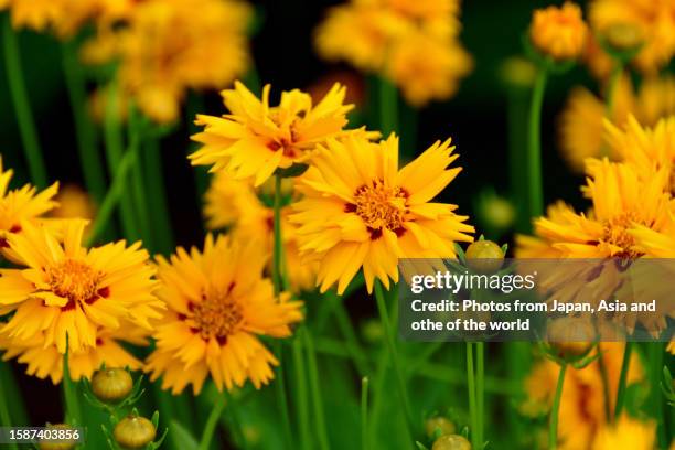 coreopsis lanceolata/ lanceleaf coreopsis: upright perennial with daisy-like bright yellow flowers - coreopsis lanceolata stock pictures, royalty-free photos & images
