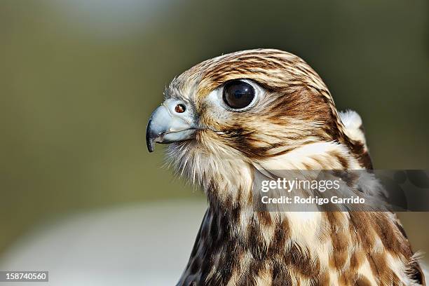 saker falcon - saker falcon falco cherrug stock pictures, royalty-free photos & images