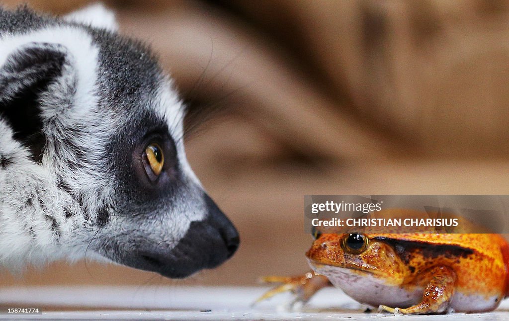 GERMANY-ANIMALS-ZOO-INVENTORY-OFFBEAT