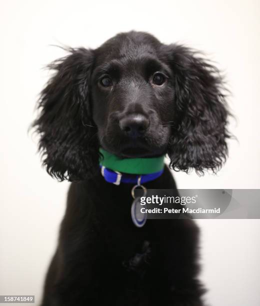 Turnip, a cocker spaniel found abandoned earlier today, is looked after at Battersea Dogs and Cats Home on December 27, 2012 in London, England. The...