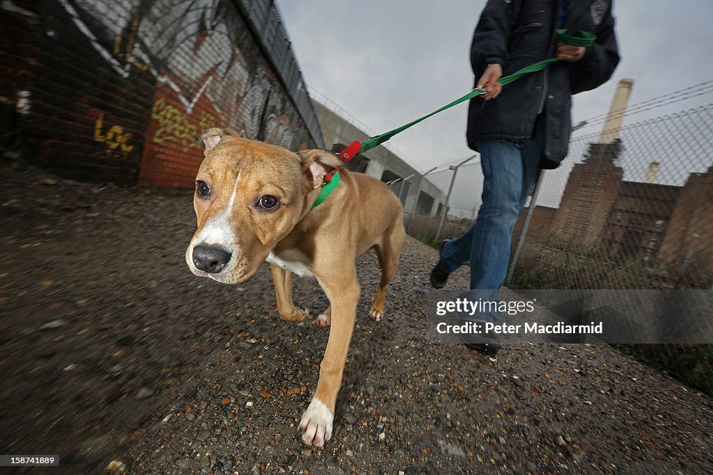 The Rehoming And Rehabilitation Of Unwanted Dogs And Cats During The Christmas Holiday