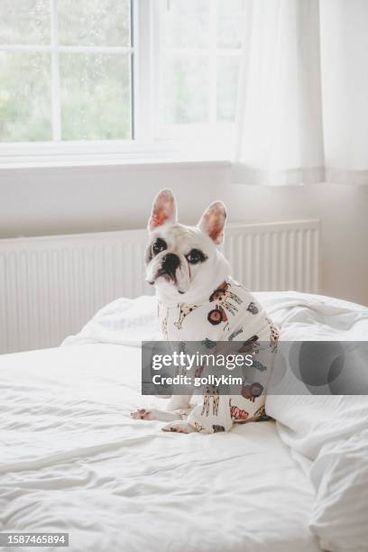 cute french bulldog  wearing pajamas sitting on bed - awake day stock pictures, royalty-free photos & images