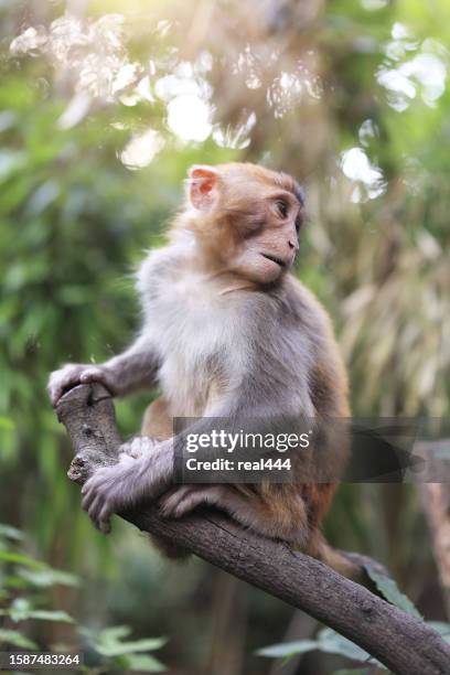 retrato de la vida silvestre mono - ugly monkey fotografías e imágenes de stock