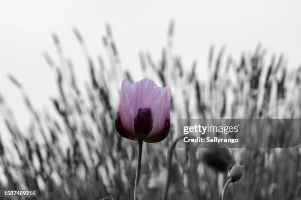 lilac poppy with black and white background. - purple lilac stock pictures, royalty-free photos & images