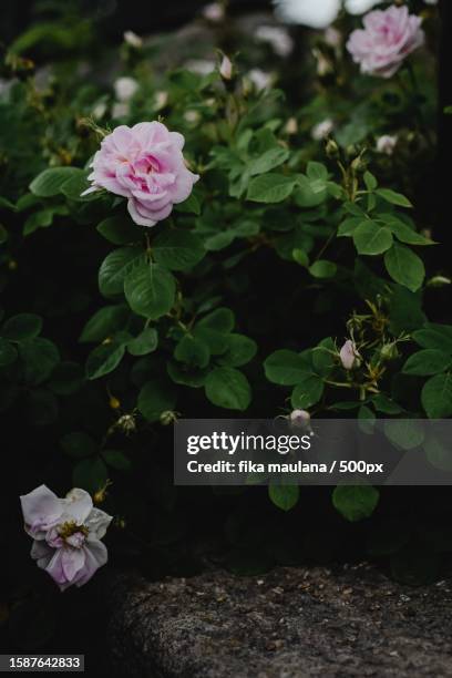 close-up of pink flowering plant - fika stock pictures, royalty-free photos & images