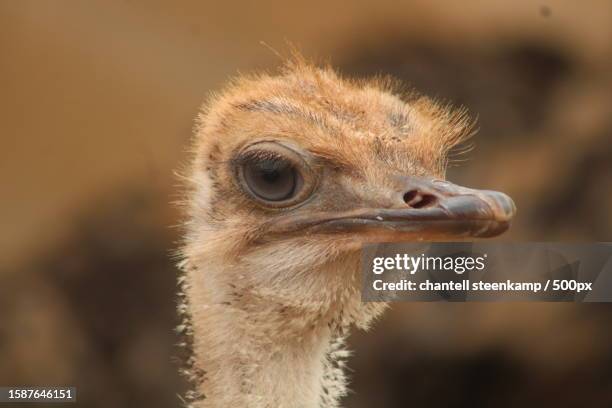 C Common Rhea Common Rhea Photos and Premium High Res Pictures - Getty Images