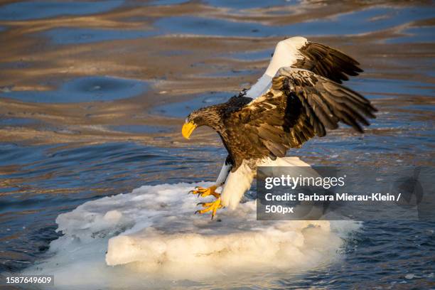 close-up of white flying over lake - stellers sea eagle stock pictures, royalty-free photos & images
