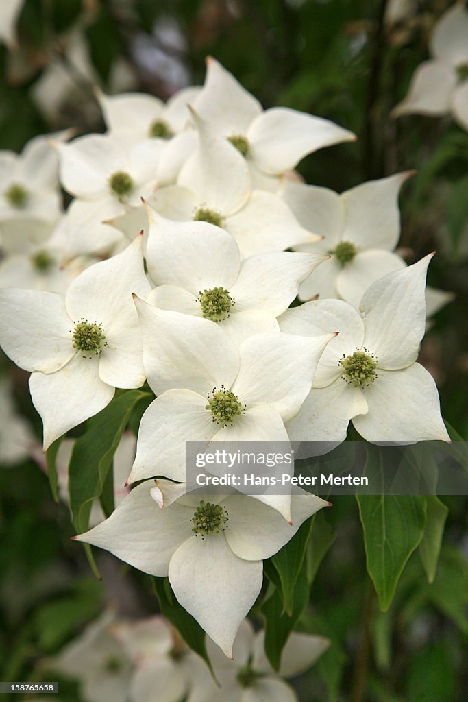 Jasmine