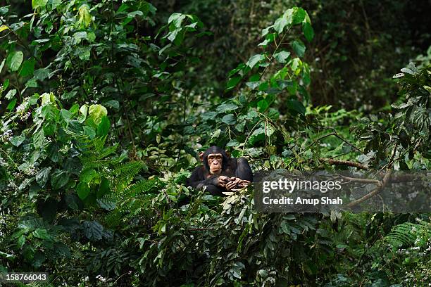 western chimpanzee juvenile female resting in nest - chimp stockfoto's en -beelden