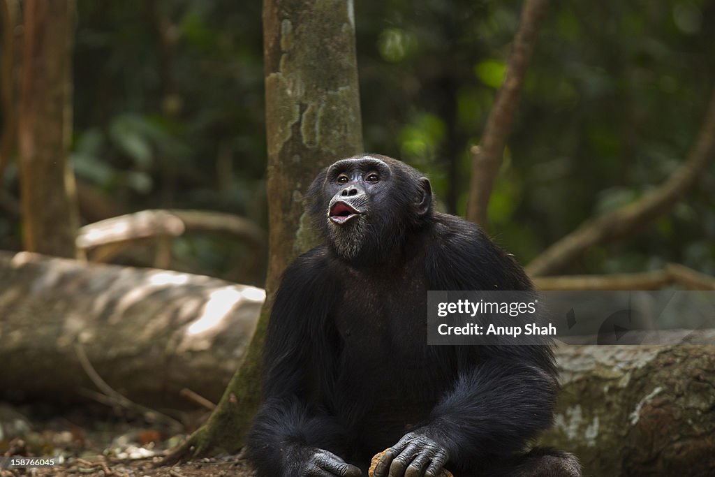 Western chimpanzee male 'Pant Hooting'