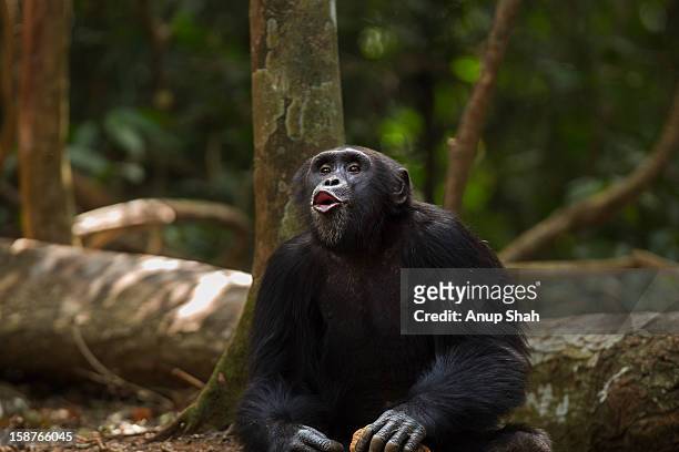 western chimpanzee male 'pant hooting' - western chimpanzee stock pictures, royalty-free photos & images