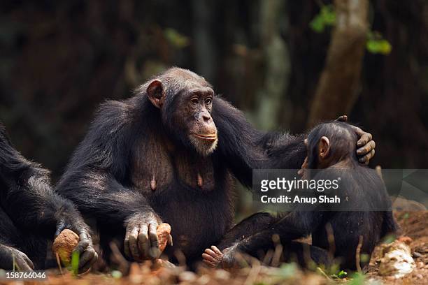 western chimpanzee infant male and mother - chimp stockfoto's en -beelden