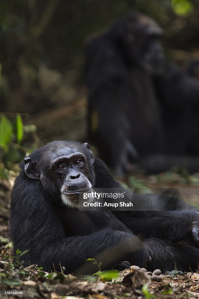 Western chimpanzee female resting