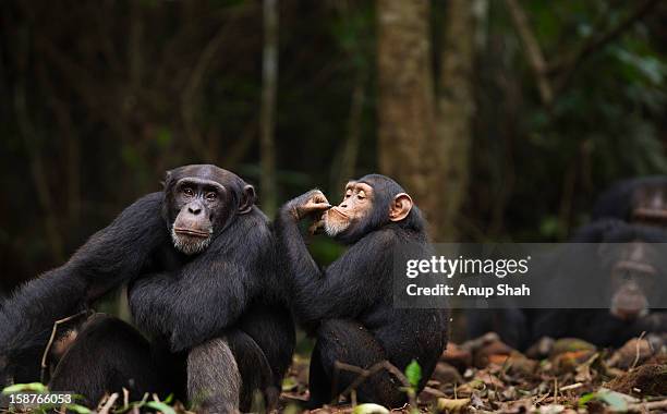 western chimpanzee juvenile female and young male - chimpanzee stock-fotos und bilder