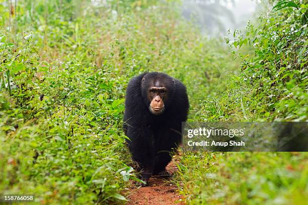 western chimpanzee male walking along a track - western chimpanzee stock pictures, royalty-free photos & images