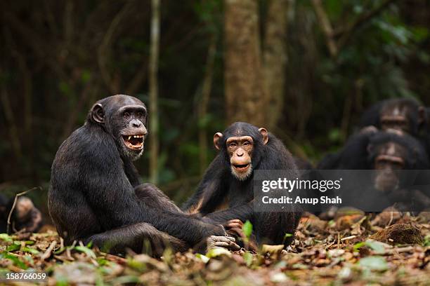 western chimpanzee juvenile female and young male - grupo de animales fotografías e imágenes de stock