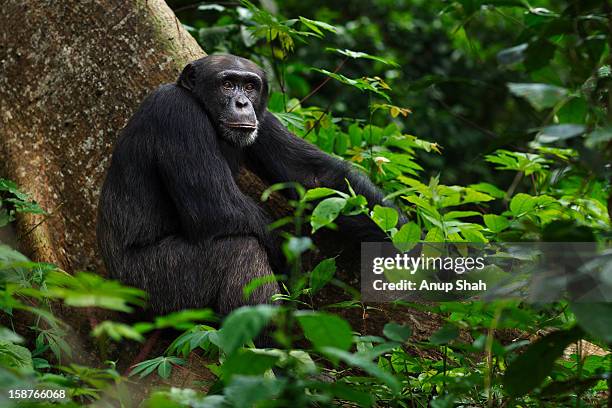 western chimpanzee male sitting on a tree buttress - western chimpanzee stock pictures, royalty-free photos & images