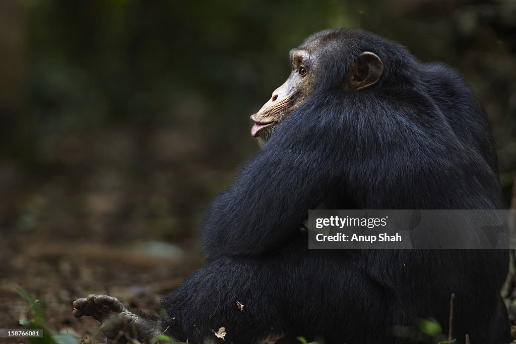 Western chimpanzee male making 'Pant hoot'