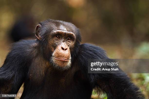 western chimpanzee male sitting portrait - chimpanzee stockfoto's en -beelden