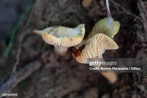 close-up of mushrooms growing on tree trunk - cantharellus tubaeformis stock pictures, royalty-free photos & images