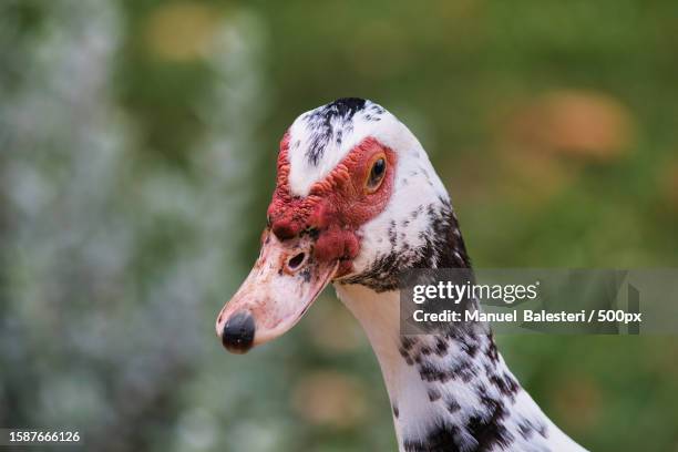 108 White Muscovy Duck Stock Photos, High-Res Pictures, and Images