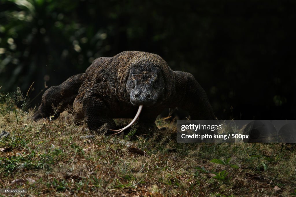 Close-up of animal on field